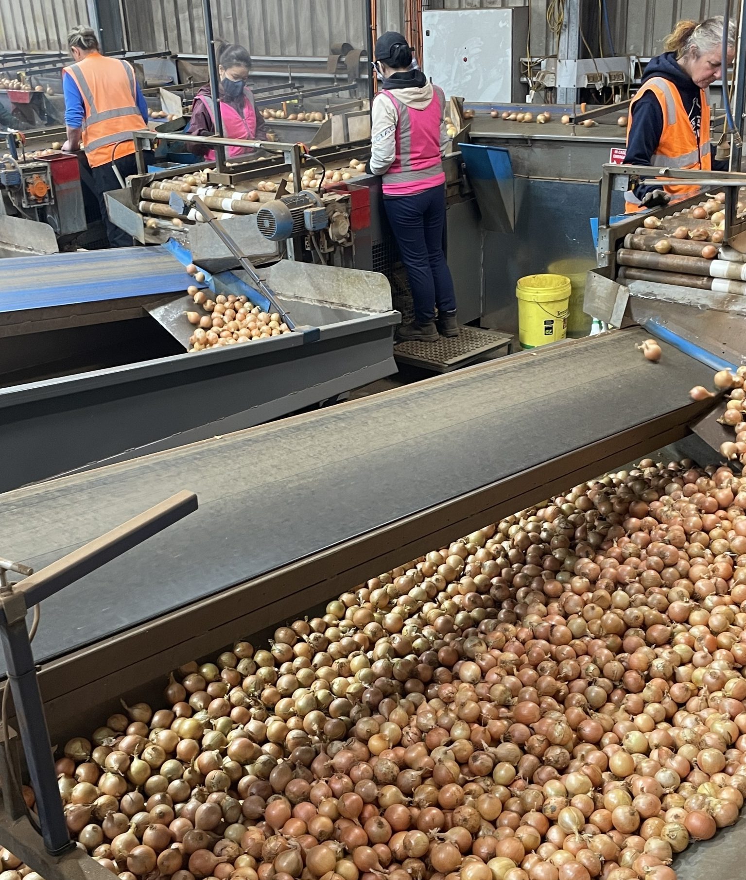 SWISA onion processing