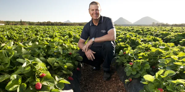 Gavin Scurr strawberries