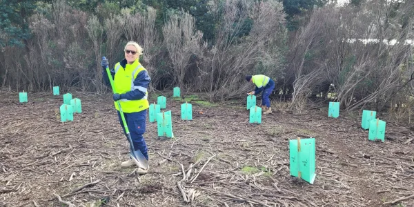 Tree planting2