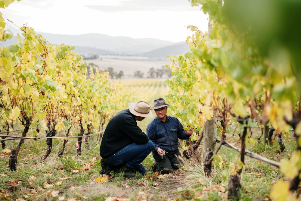 GSEIS Web Res 389 Tolpuddle Vineyard Manager Carlos Souris 4 2025 1