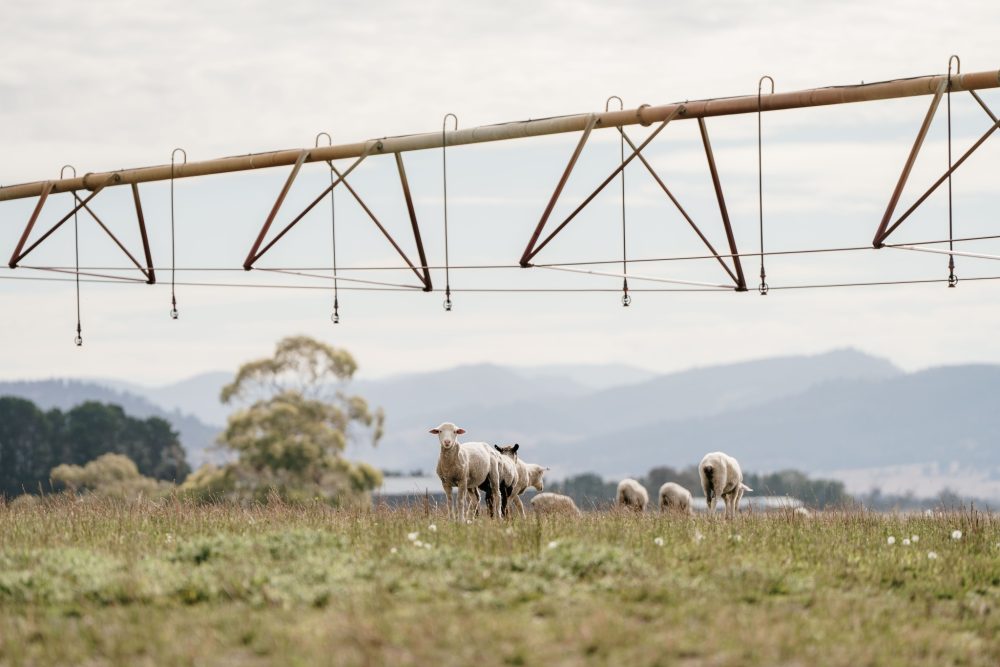 Sheep on UTAS