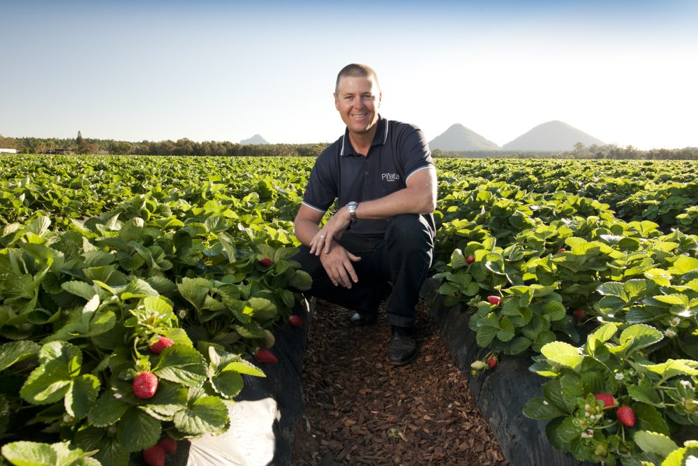 Gavin Scurr strawberries