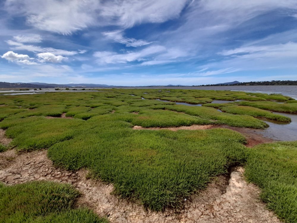 Moulting Lagoon Ramsar Wetland restoration site