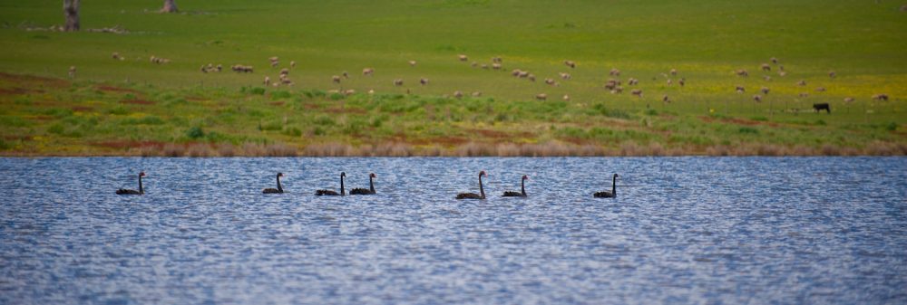 Swans on dam