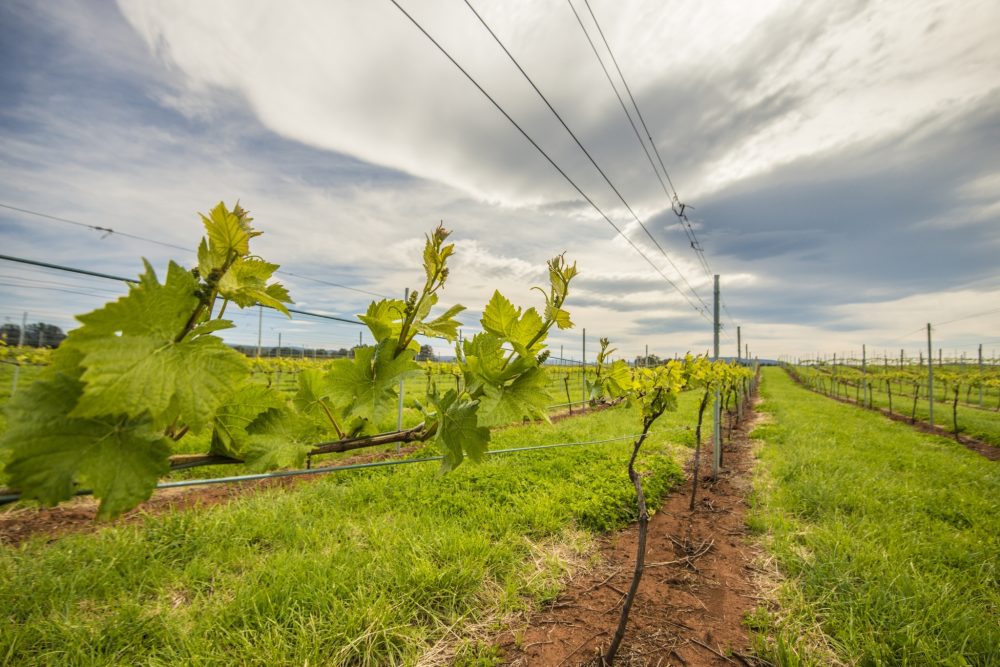 TI wineriesandnuts 29